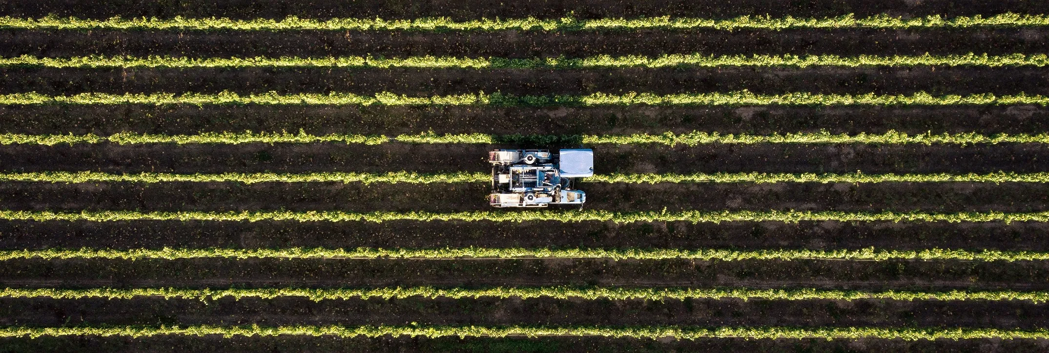 Ciągnik arbos P5000 jadący w polu z pługiem Gregoire Besson